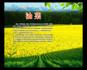 油菜简介图片