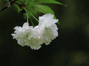白色樱花图片