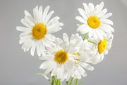 洋甘菊图片素材