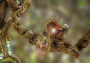 扁担藤图片 