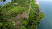 茶园风景图片素材