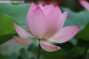 粉色荷花特写摄影图片素材
