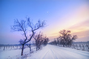 冬季枯树晚霞雪景图片