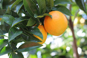树枝上的橘子图片