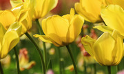 郁金香花丛图片