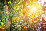 菜园里的西红柿大图