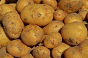 新鲜土豆高清图片下载