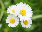 清新白色雏菊高清图片素材