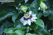 百香果花水果果树图片