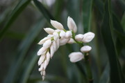姜花图片