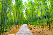 竹林风景高清图片素材