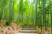 竹林竹海风景图片素材