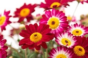 彩色菊花鲜花高清图片素材