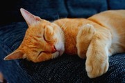 ˯���ĳ���è����ͼƬ�ز�