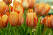橙色郁金香花卉高清图片素材