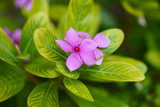 长春花摄影图片