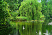 湖畔郁郁葱葱树木风景图片