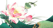 夏季荷花蜻蜓插画