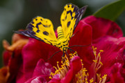 豹尺蛾采花蜜图片