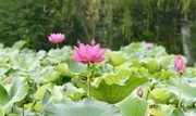 粉色荷花摄影图片素材