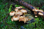 森林里的野蘑菇高清图