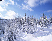 冬天森林雪景高清图