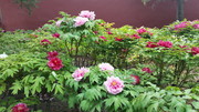 牡丹花花园图片素材