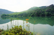 湖边黄花菜风景图片素材