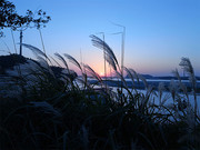 夕阳下河边芦苇丛摄影图片