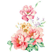 手绘粉色花朵插画
