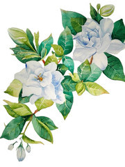 水彩茉莉花图片
