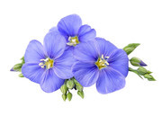 胡麻花摄影高清图