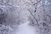 冬天森林雪景图片