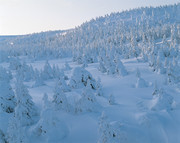 冬季森林雪景图片