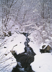 唯美冬季森林雪景高清图