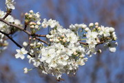 梨花花朵图片素材