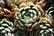 多肉植物图片