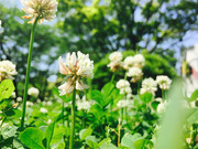 白色车轴草高清图
