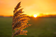 夕阳下的植物高清图