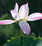 �ɻ���д��ӰͼƬ�ز�����