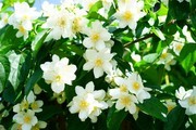 唯美茉莉花图片