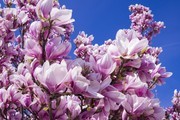 粉色玉兰花高清图