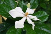 栀子花图片