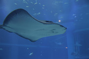 蝙蝠鱼海洋生物图片素材