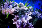 Ψ��ɺ����ͼƬ