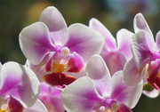 粉色蝴蝶兰鲜花图片