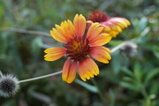 花卉特写摄影图片素材
