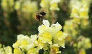 蜜蜂采蜜图片