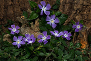 紫色长春花图片