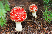 红色毒蝇伞蘑菇图片